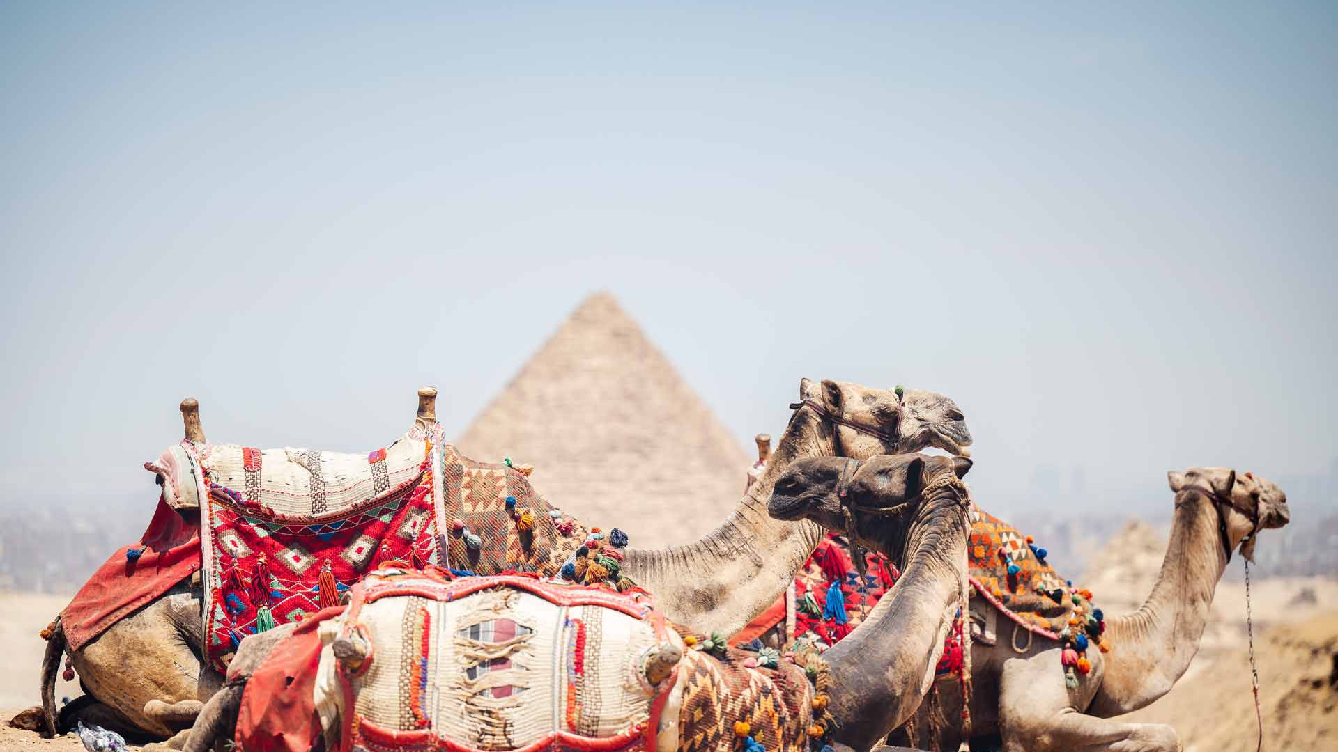 Kamele vor den Payramiden - Luxusurlaub Ägypten