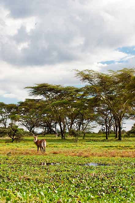 Luxusreise Kenia - Safari Tour Tiere